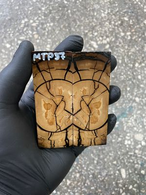 Mammoth tusk scales 3.54-1.18-0.27 inch MTP37