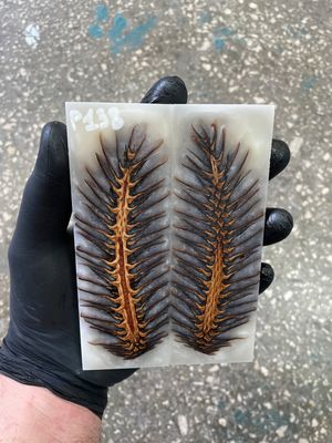 Pinecone in resin scales for knifehandle 5.19-1.73-0.43inch P138
