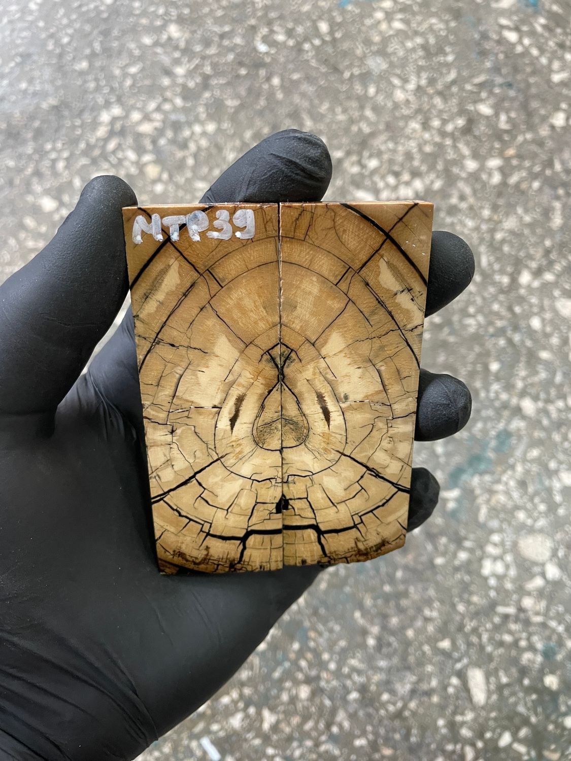 stabilized mammoth tusk knife scales pocket knife pair fossil material MTP39