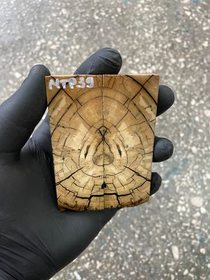 Mammoth tusk scales 3.54-1.18-0.27 inch MTP39