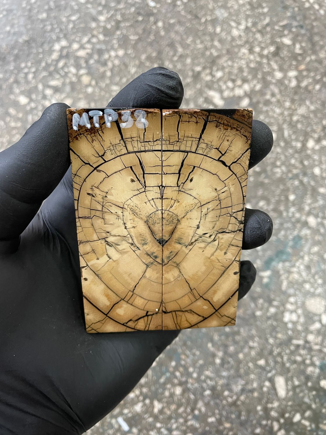 stabilized mammoth tusk knife scales pocket knife pair fossil material MTP38