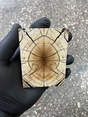 Mammoth tusk scales 3.54-1.18-0.27 inch MTP36