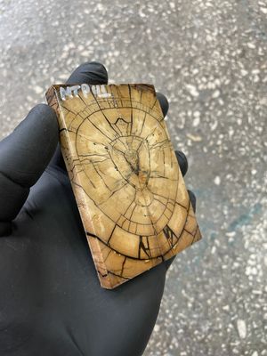 mammoth tusk scales for pocket knife handle stabilized ivory pair unique pattern
