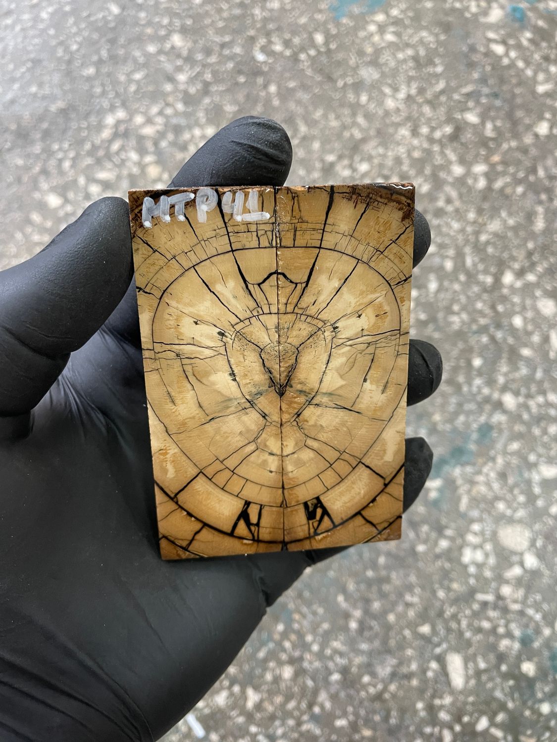 stabilized mammoth tusk knife scales pocket knife pair fossil material MTP41