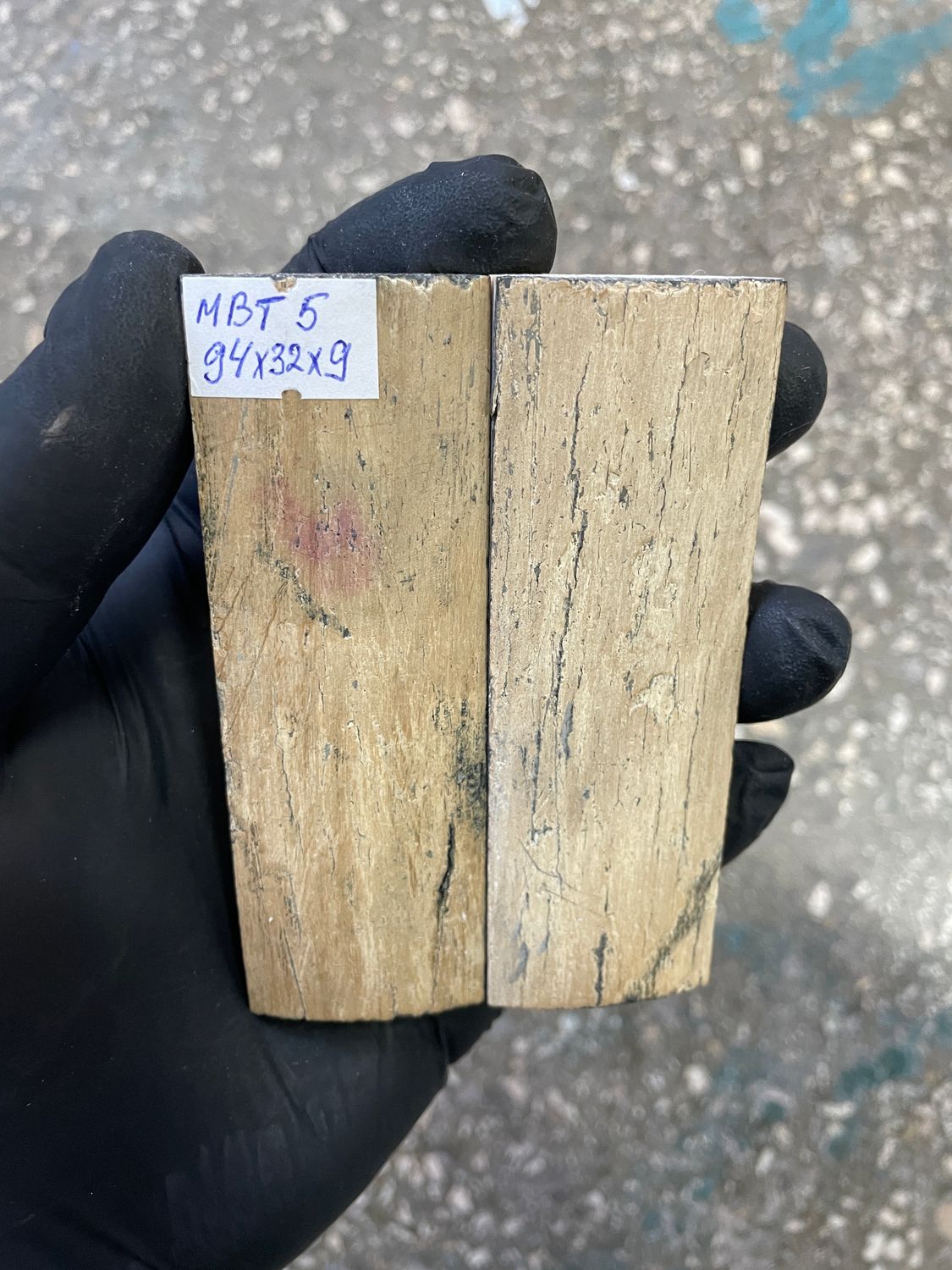 mammoth bark tusk pair scales MBT5