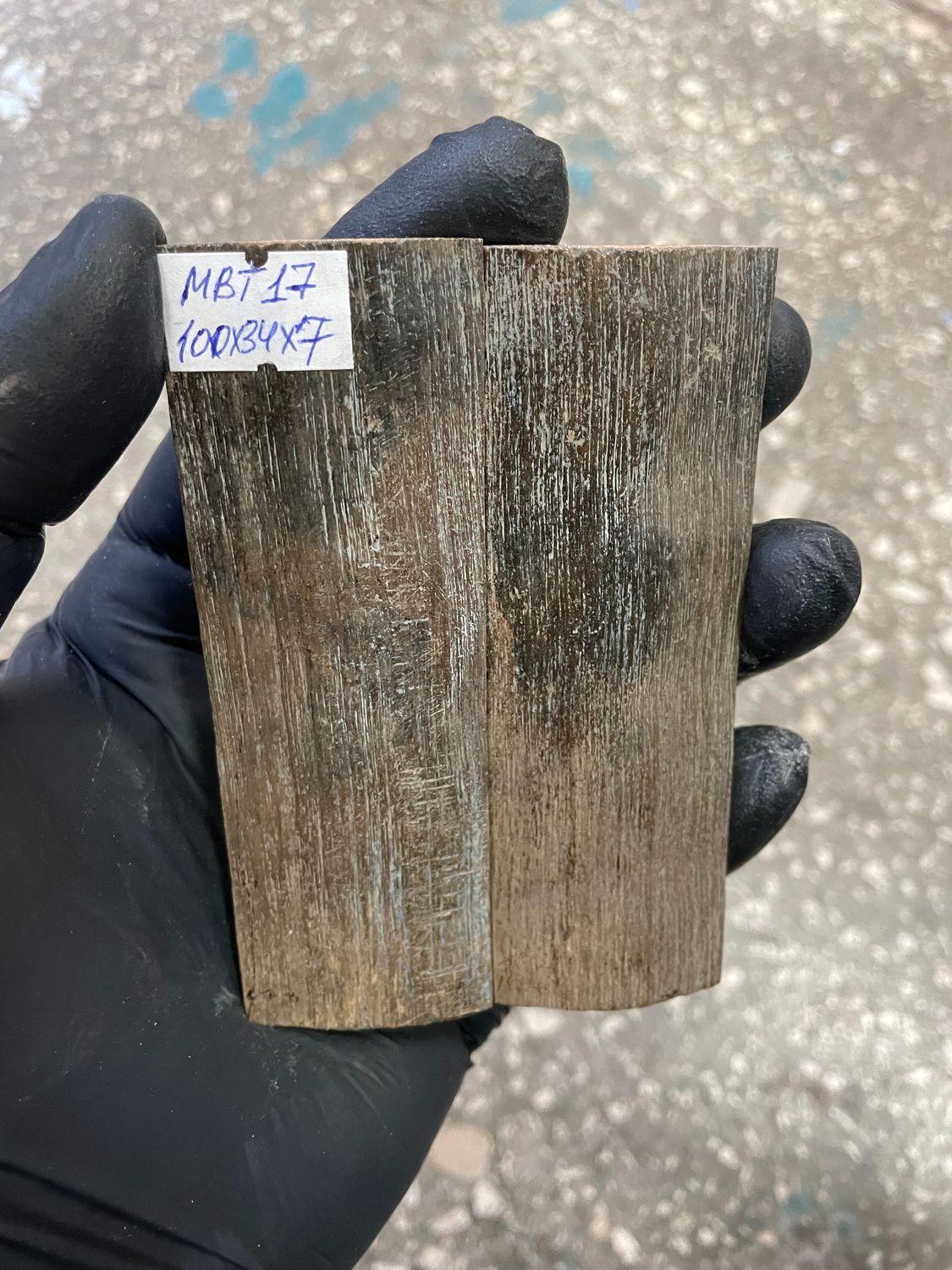 mammoth bark tusk pair scales MBT17