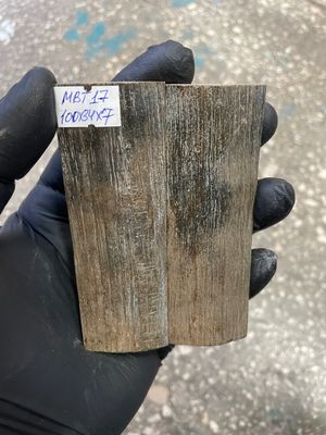 mammoth bark tusk pair scales MBT17