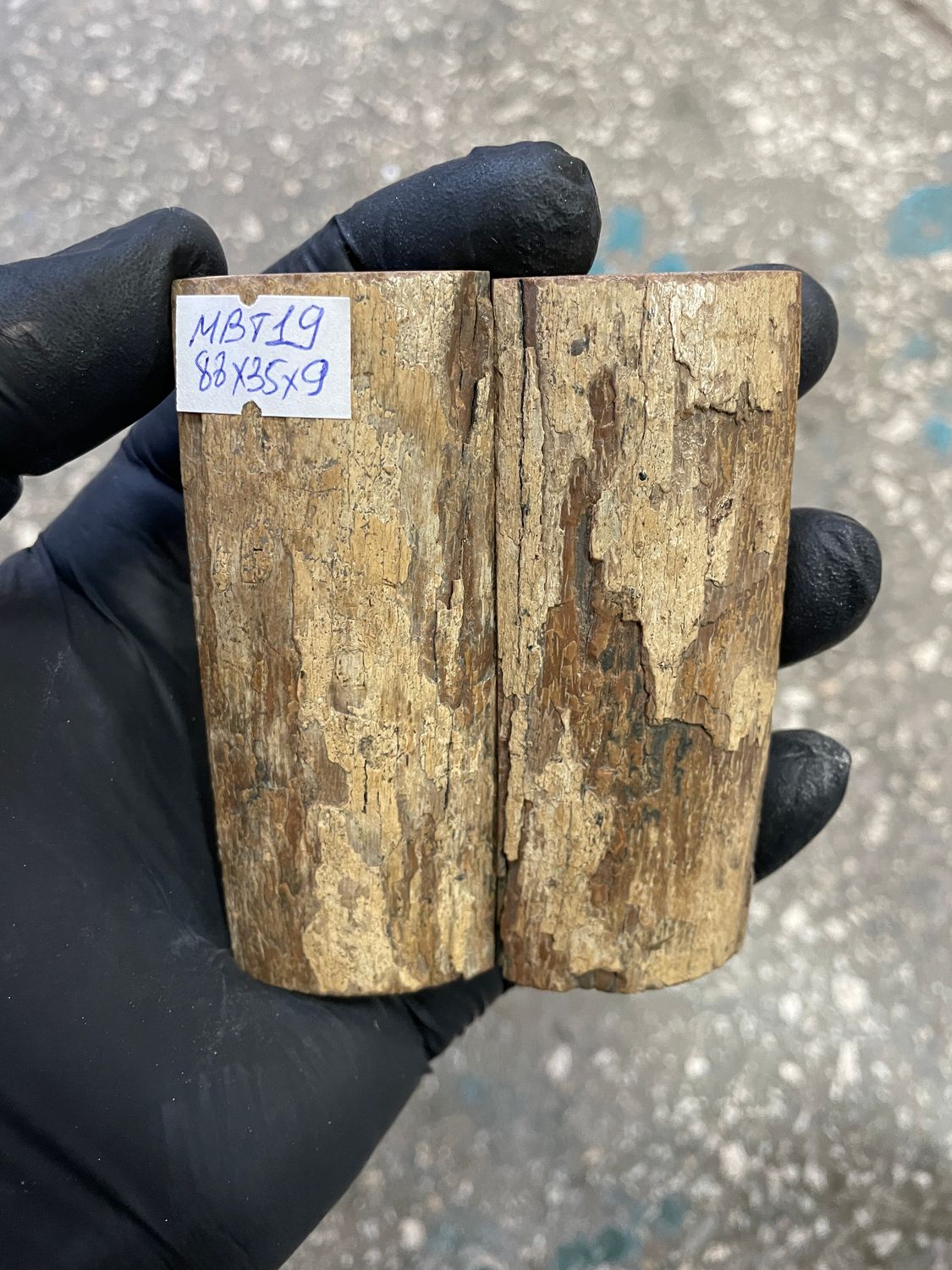 mammoth bark tusk pair scales MBT19