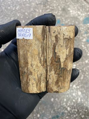 mammoth bark tusk pair scales MBT19