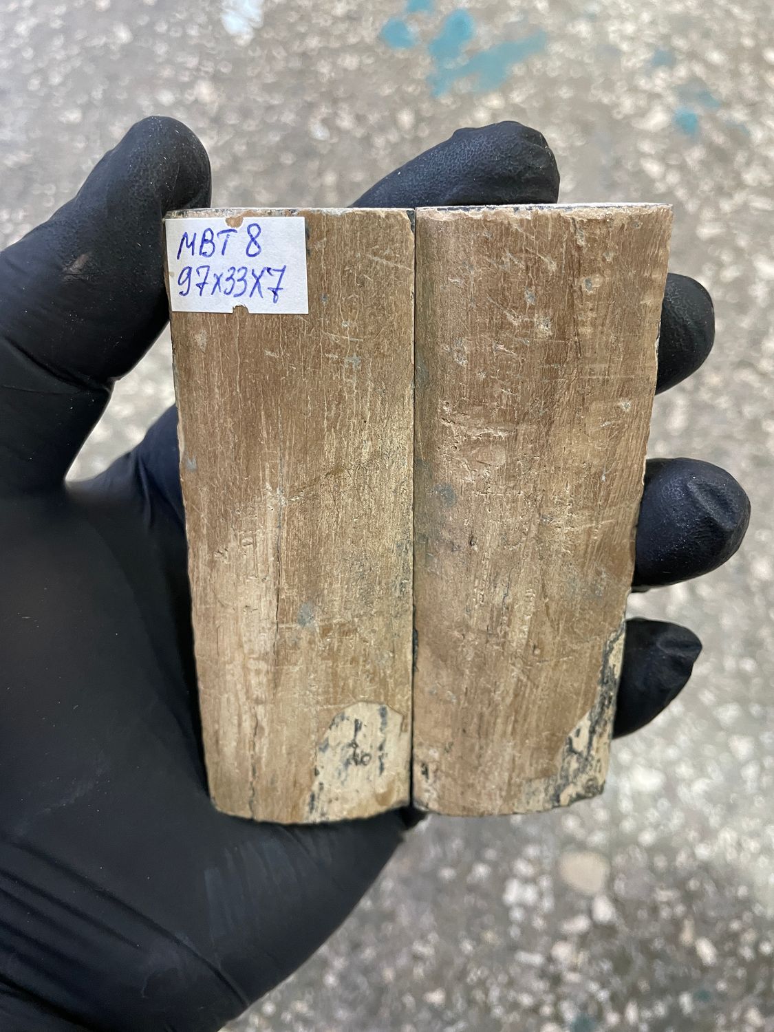 mammoth bark tusk pair scales MBT8