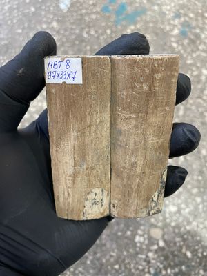 mammoth bark tusk pair scales MBT8