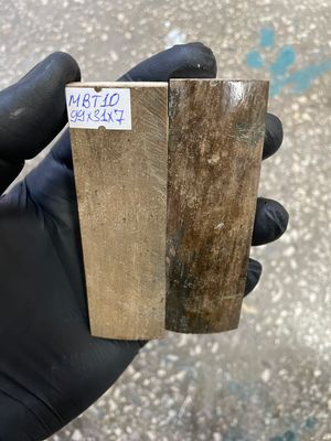 mammoth bark tusk pair scales MBT10