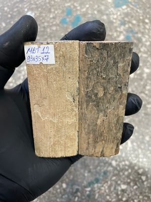 mammoth bark tusk pair scales MBT12