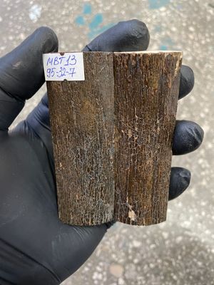 mammoth bark tusk pair scales MBT13