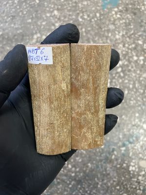 mammoth bark tusk pair scales MBT6