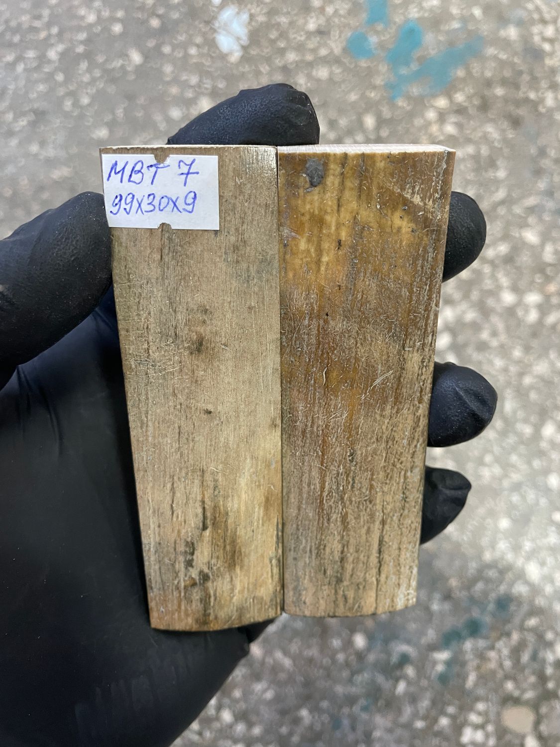 mammoth bark tusk pair scales MBT7