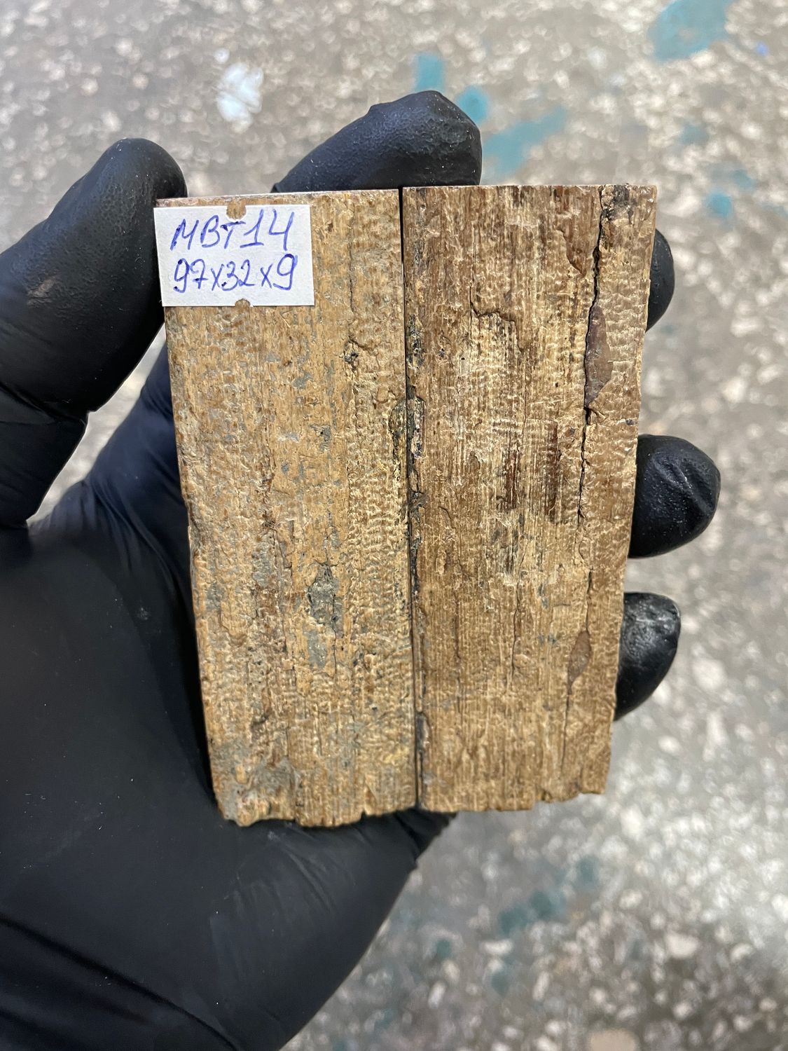 mammoth bark tusk pair scales MBT14