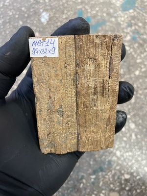 mammoth bark tusk pair scales MBT14