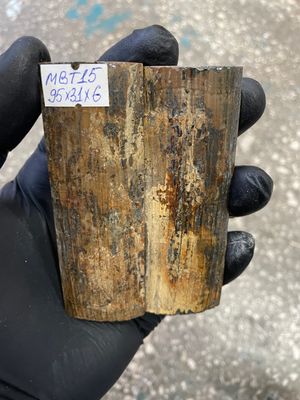 mammoth bark tusk pair scales MBT15