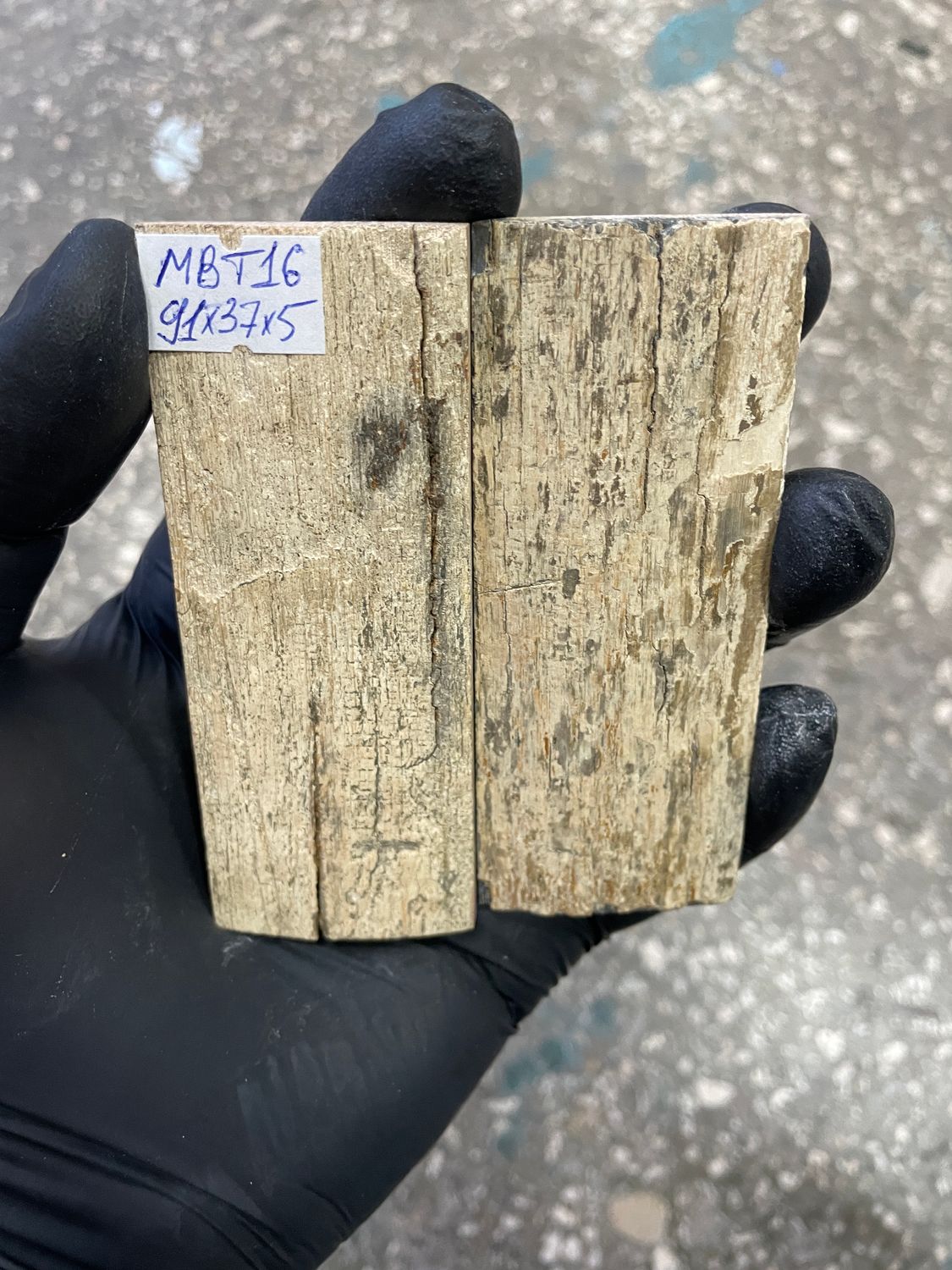 mammoth bark tusk pair scales MBT16