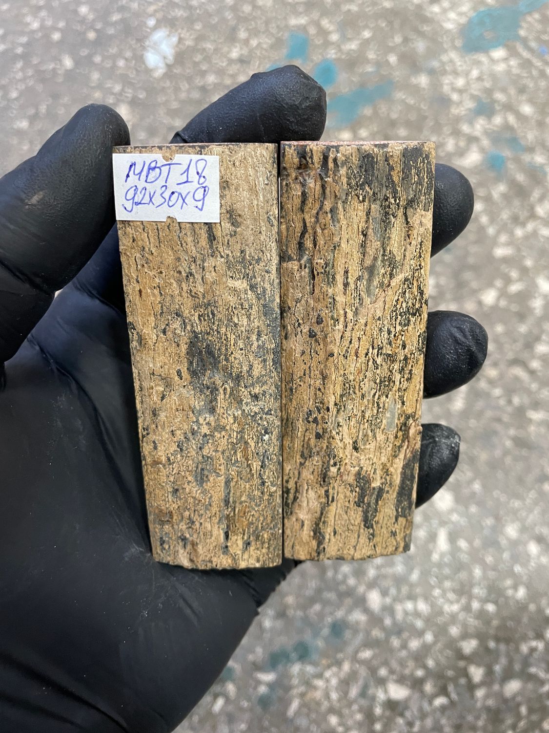 mammoth bark tusk pair scales MBT18