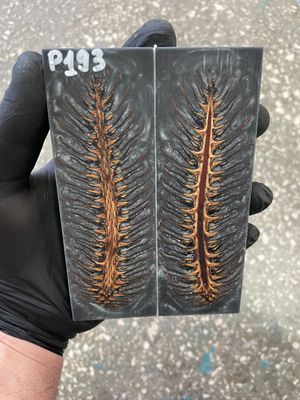 Pinecone in resin knife scales 5.19-1.73-0.43inch P193