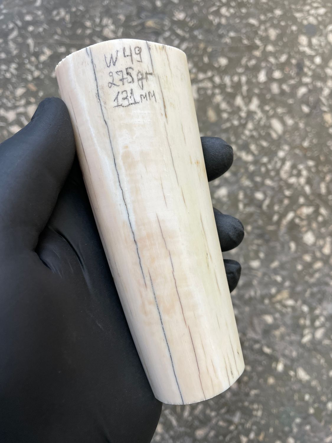 Walrus tusk for scrimshaw carving knifehandle 0.59 lb W49