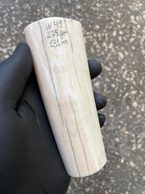 Walrus tusk for scrimshaw carving knifehandle 0.59 lb W49