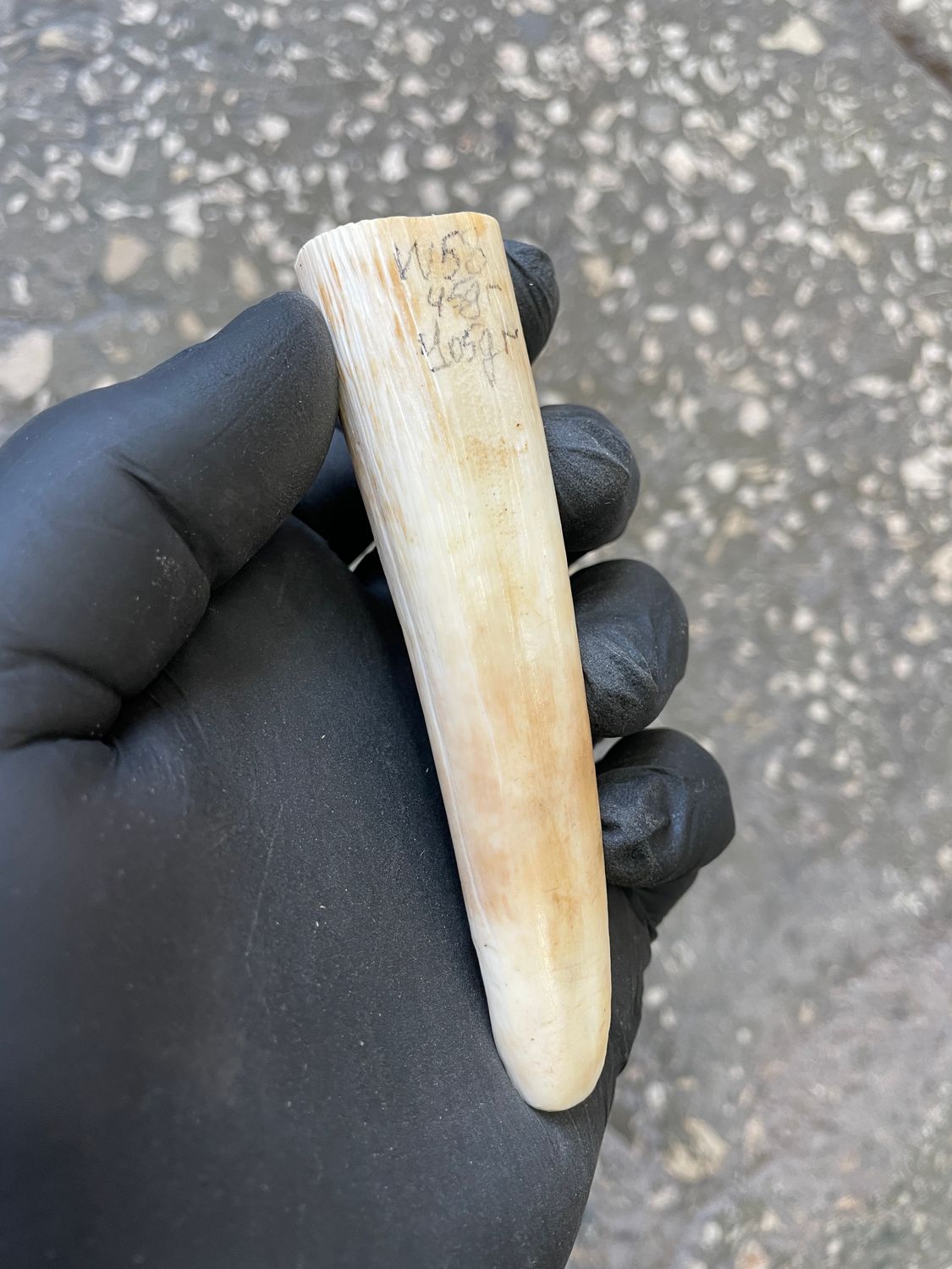 Walrus tusk for scrimshaw carving knifehandle 0.09 lb W58