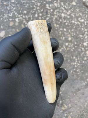 Walrus tusk for scrimshaw carving knifehandle 0.09 lb W58