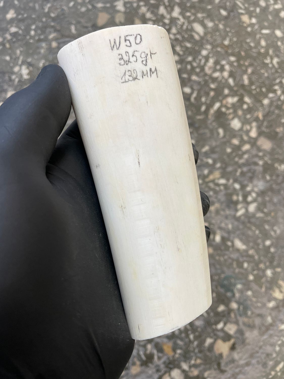 Walrus tusk for scrimshaw carving knifehandle 0.71 lb W50