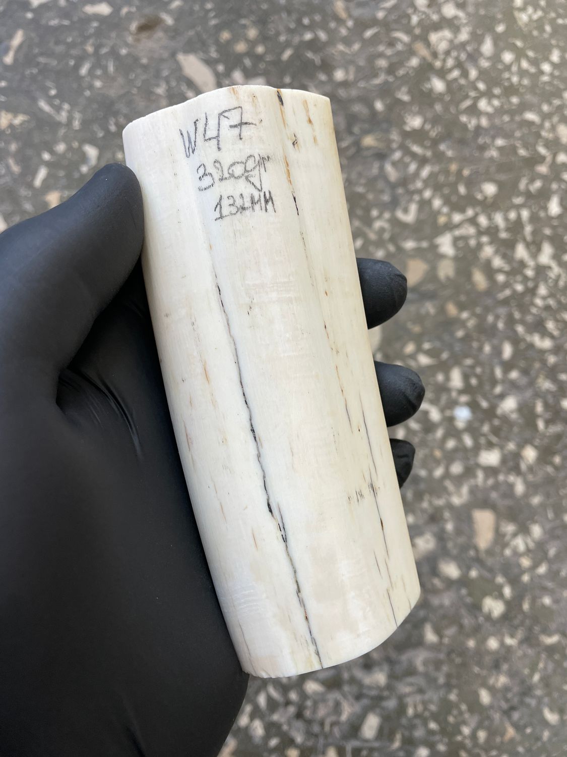 Walrus tusk for scrimshaw carving knifehandle 0.70 lb W47