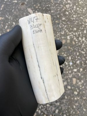 Walrus tusk for scrimshaw carving knifehandle 0.70 lb W47