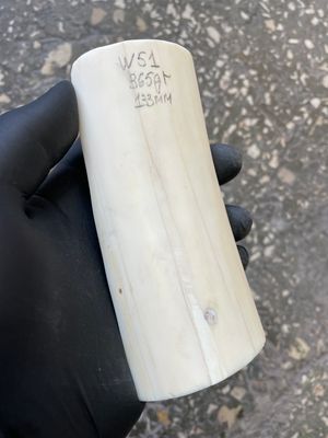 Walrus tusk for scrimshaw carving knifehandle 0.80 lb W51