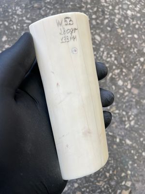 Walrus tusk for scrimshaw carving knifehandle 0.61 lb W53