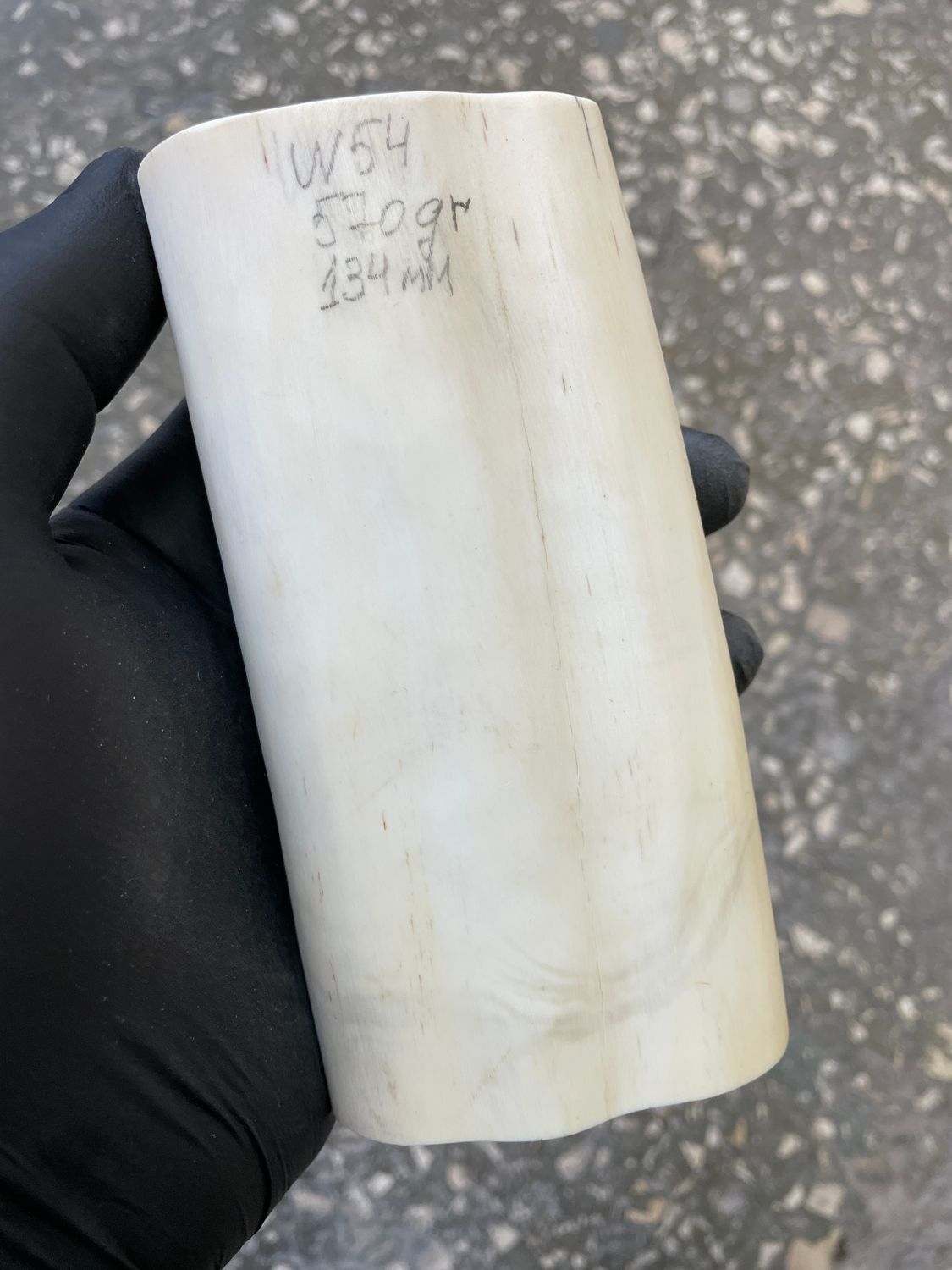 Walrus tusk for scrimshaw carving knifehandle 1.25 lb W54