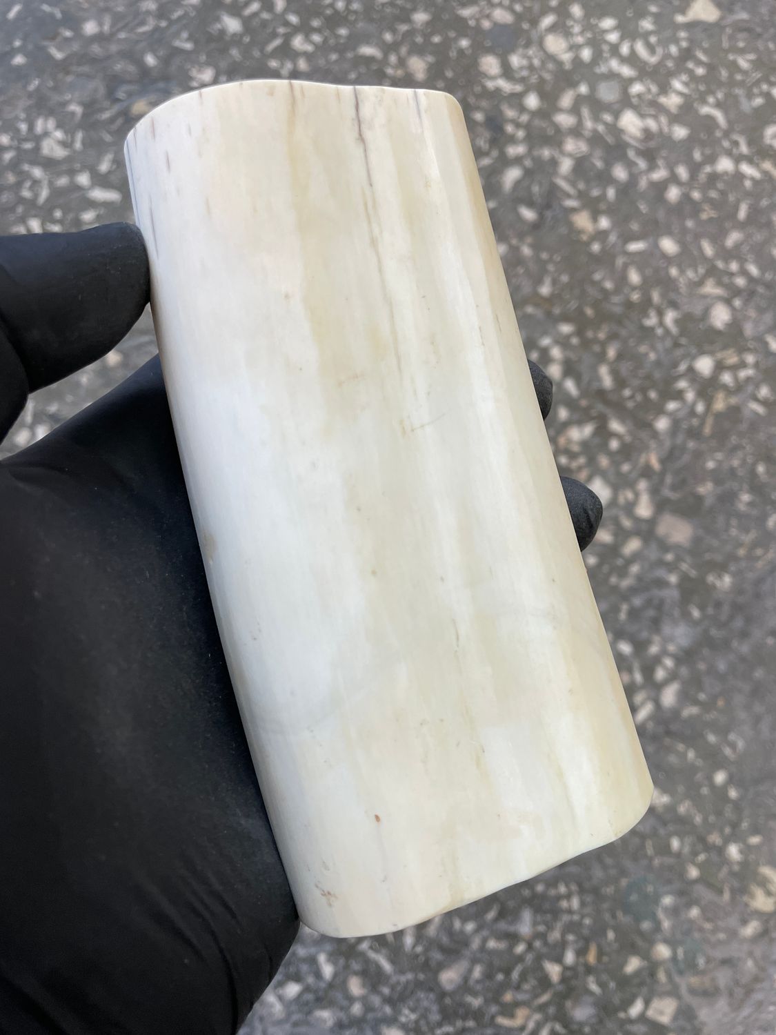 natural walrus tusk block knife handle material fossilusa