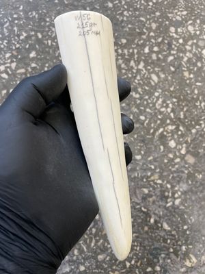 Walrus tusk for scrimshaw carving knifehandle 0.47 lb W56