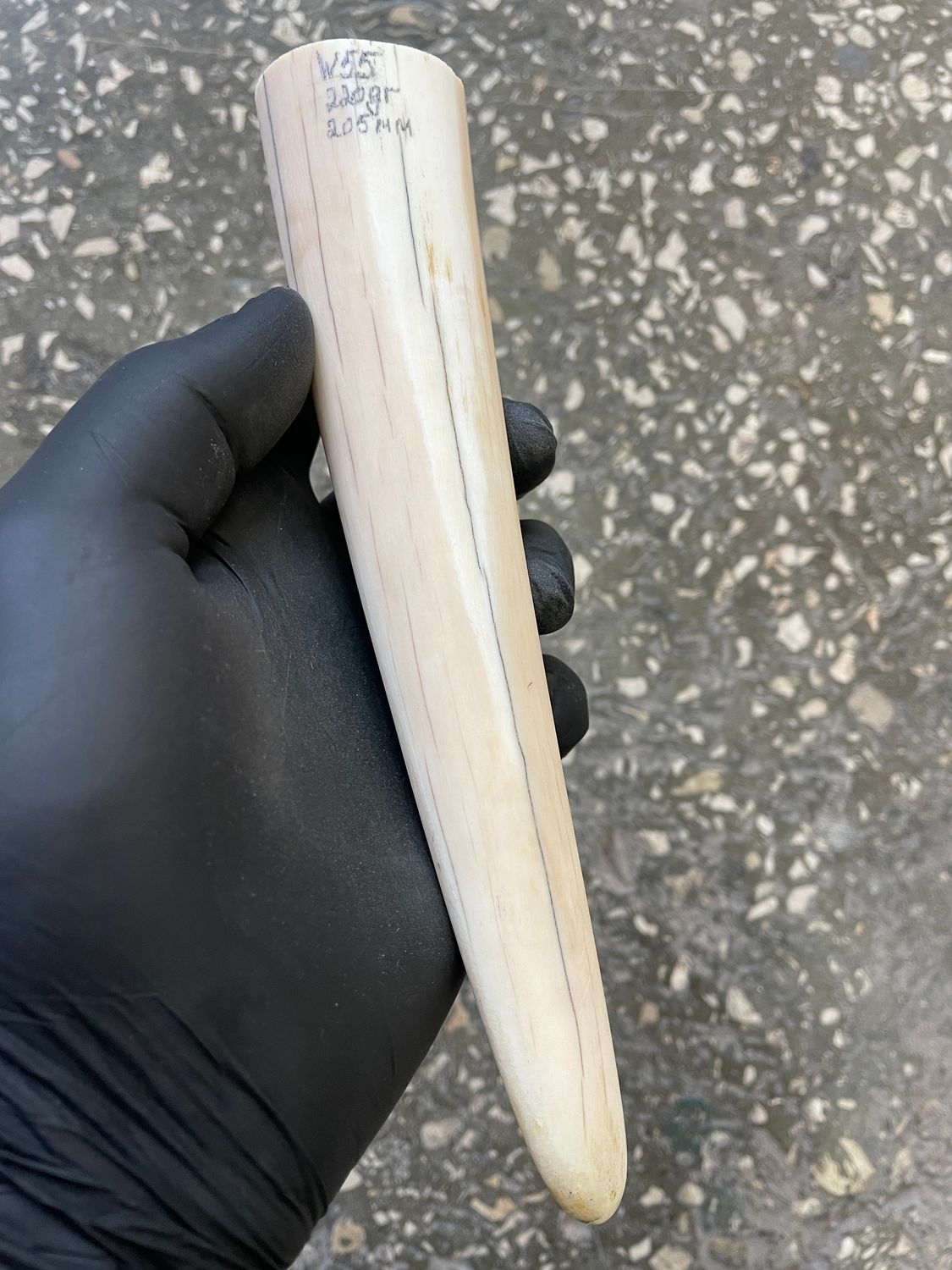 Walrus tusk for scrimshaw carving knifehandle 0.48 lb W55