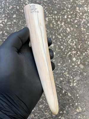 Walrus tusk for scrimshaw carving knifehandle 0.48 lb W55