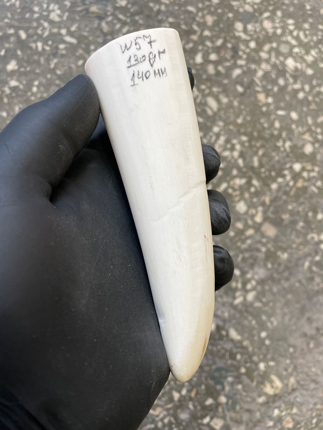 Walrus tusk for scrimshaw carving knifehandle 0.28 lb W57