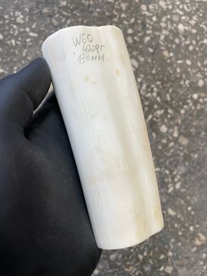 Walrus tusk for scrimshaw carving knifehandle 0.92 lb W60