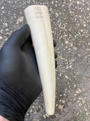 Walrus tusk for scrimshaw carving knifehandle 0.74 lb W61