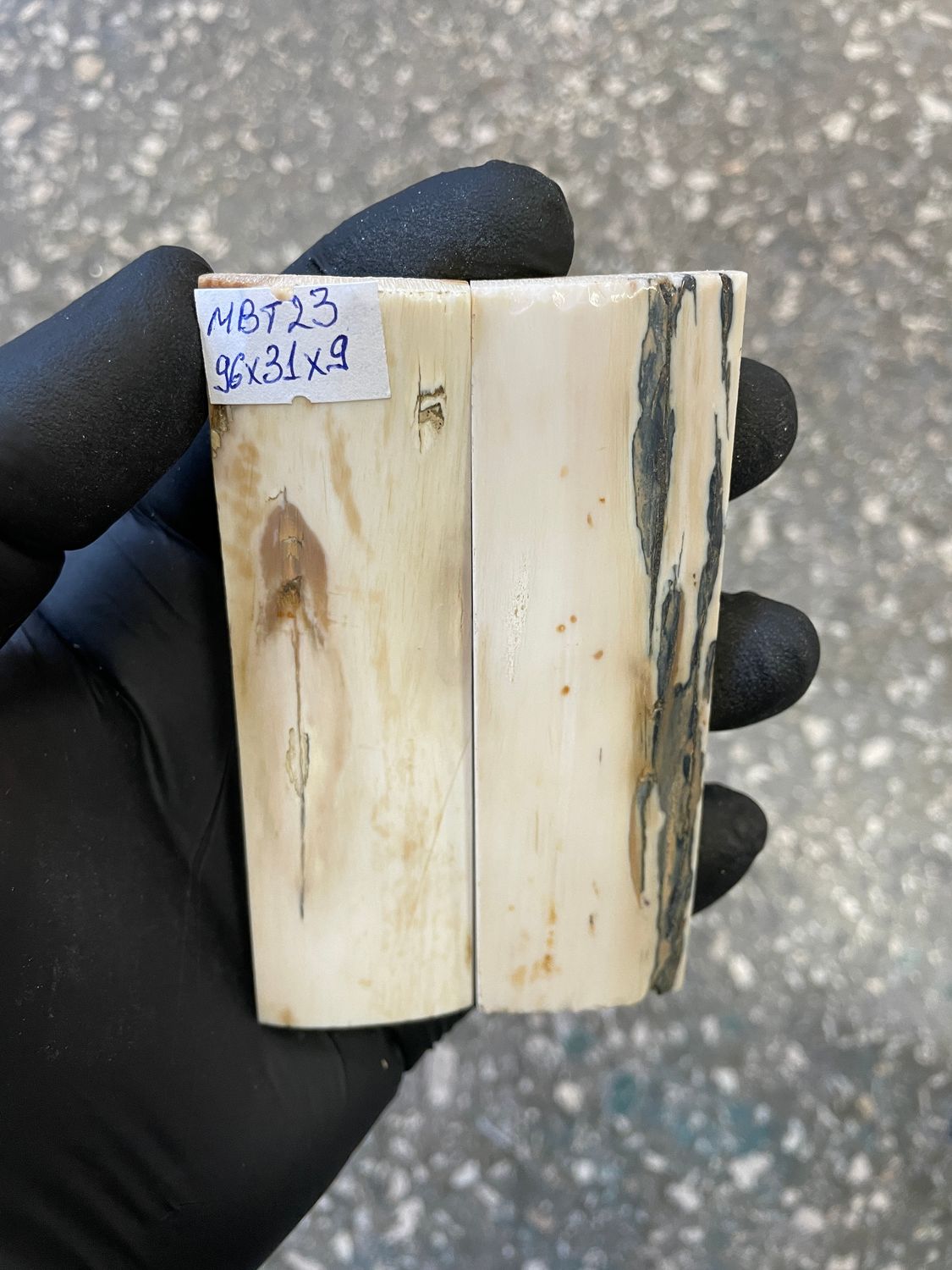 mammoth bark tusk pair scales MBT23