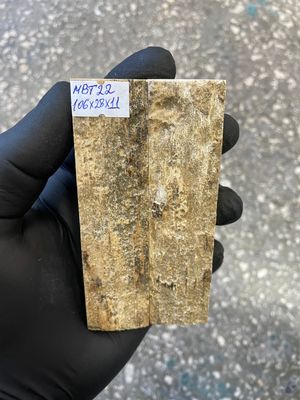 mammoth bark tusk pair scales MBT22