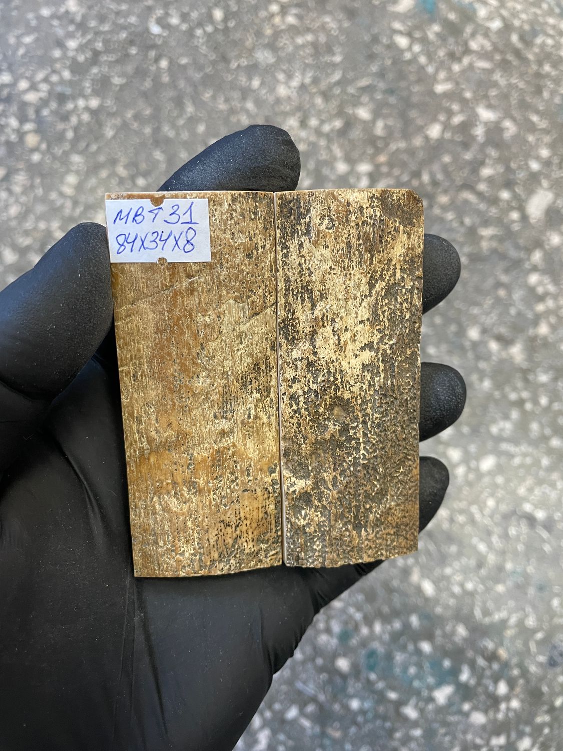mammoth bark tusk pair scales MBT31