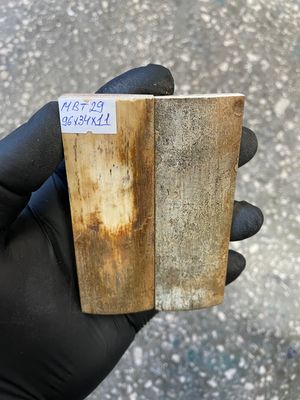 mammoth bark tusk pair scales MBT29
