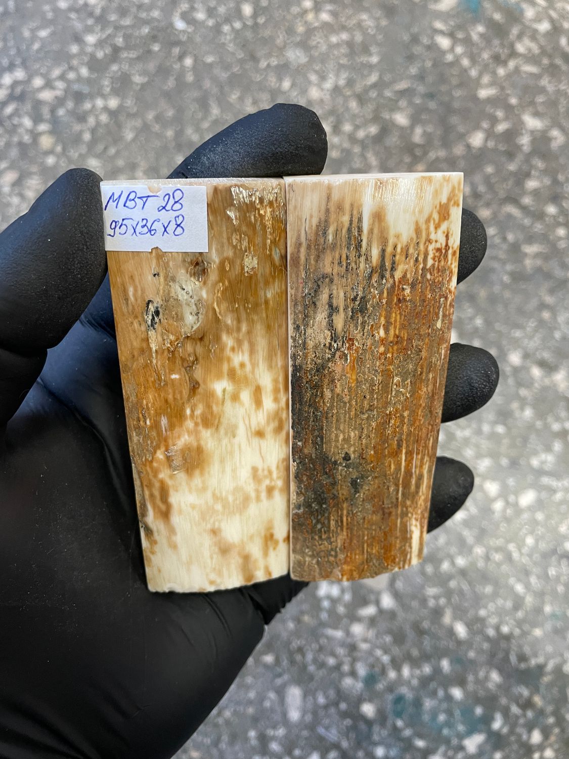 mammoth bark tusk pair scales MBT28