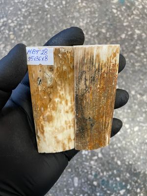 mammoth bark tusk pair scales MBT28