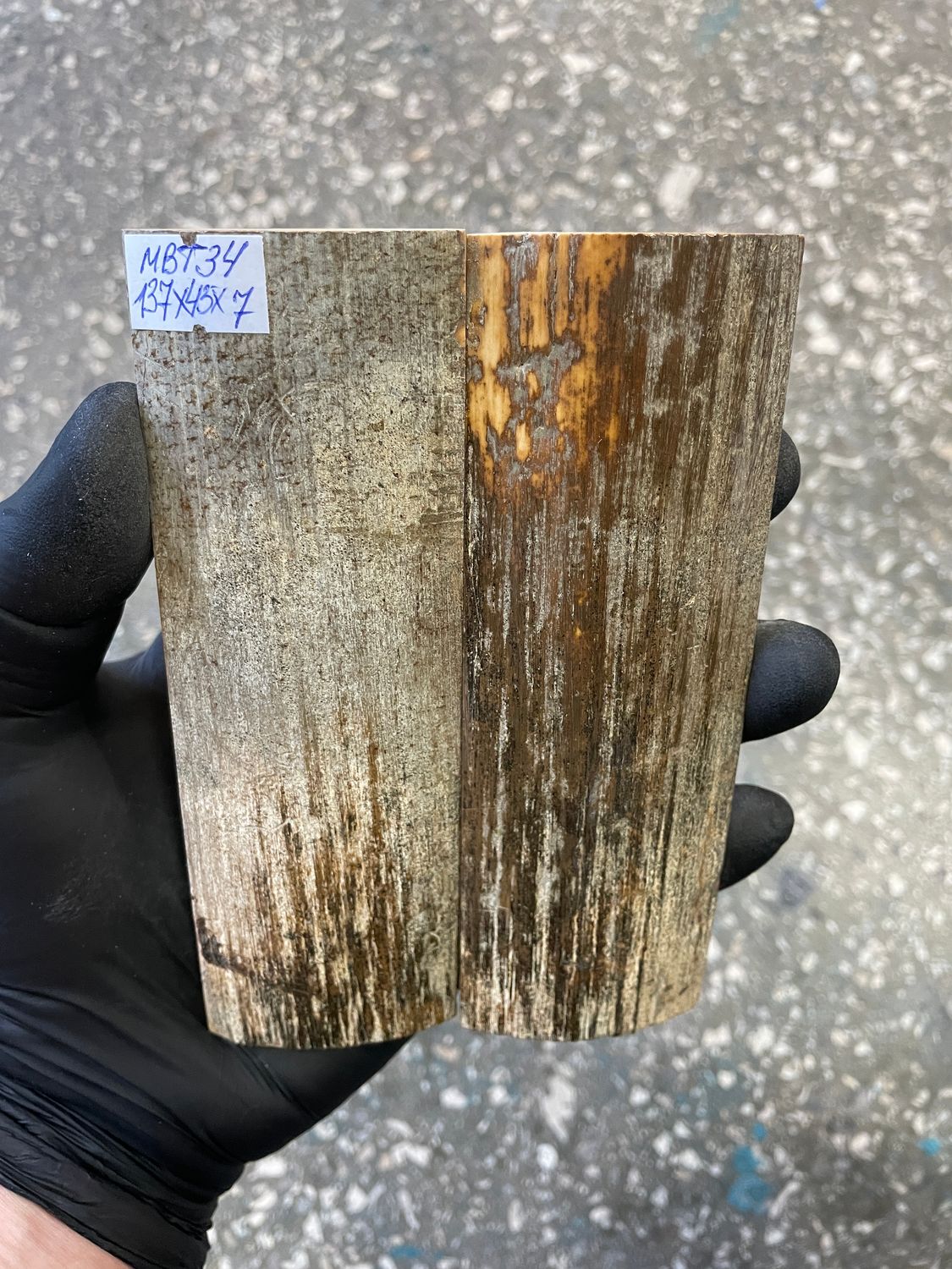 mammoth bark tusk pair scales MBT34